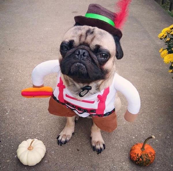 /Images/uploads/PUG NATION RESCUE OF LOS ANGELES/pugnationcalendar/entries/2530thumb.jpg